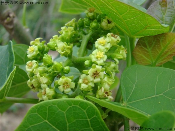 麻瘋樹(shù)種子發(fā)芽出苗圖片 麻瘋樹(shù)種子發(fā)芽出苗圖片