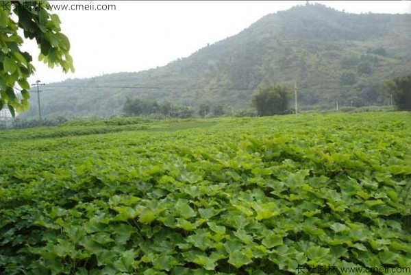 麻瘋樹(shù)種子發(fā)芽出苗圖片 麻瘋樹(shù)種子發(fā)芽出苗圖片