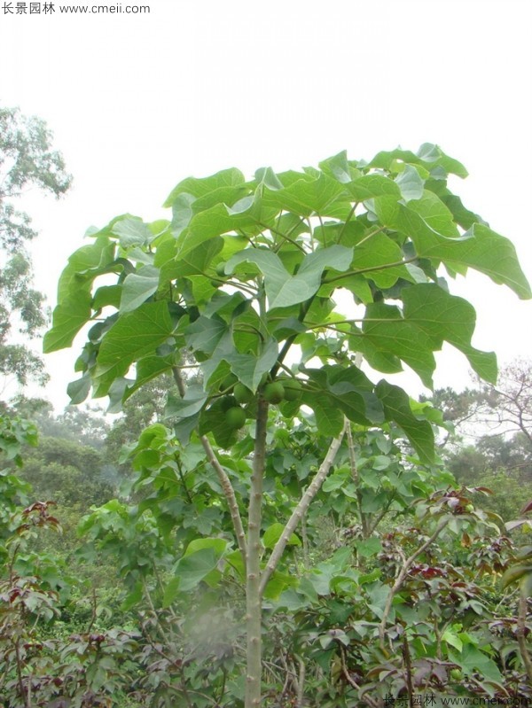 麻瘋樹(shù)種子發(fā)芽出苗圖片 麻瘋樹(shù)種子發(fā)芽出苗圖片