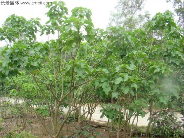 麻瘋樹(shù)種子發(fā)芽出苗圖片 麻瘋樹(shù)種子發(fā)芽出苗圖片