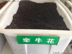 牽?；ǚN子