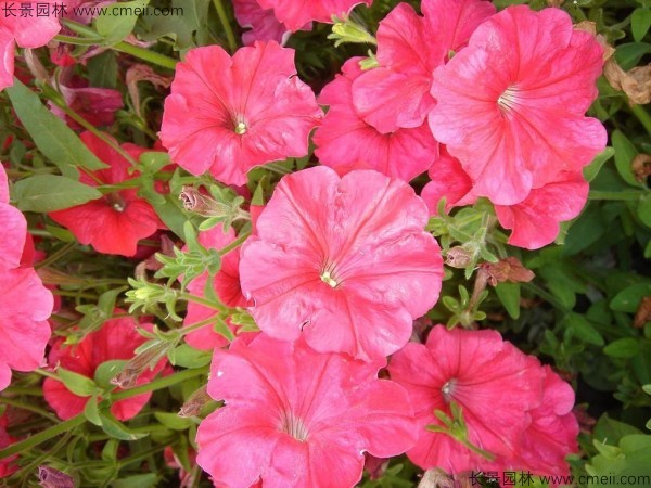 牽?；ǚN子發(fā)芽出苗開花圖片
