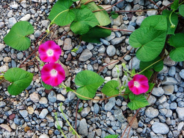 牽?；ǚN子發(fā)芽出苗開花圖片