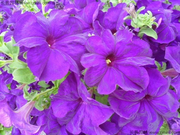 牽?；ǚN子發(fā)芽出苗開花圖片