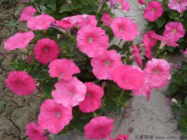 牽?；ǚN子發(fā)芽出苗開花圖片