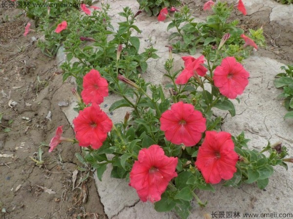牽?；ǚN子發(fā)芽出苗開花圖片