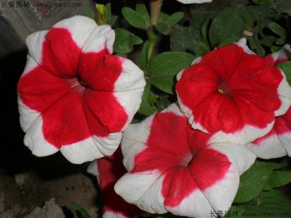 牽?；ǚN子發(fā)芽出苗開花圖片