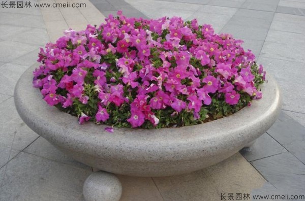 牽?；ǚN子發(fā)芽出苗開花圖片