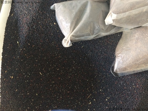 王不留種子圖片 王不留種子圖片