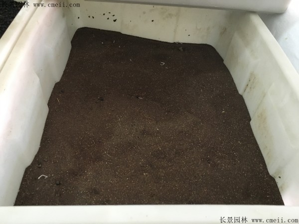玉簪種子圖片 玉簪種子圖片