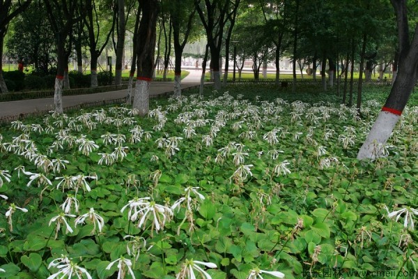 玉簪種子發(fā)芽出苗圖片 玉簪種子發(fā)芽出苗圖片