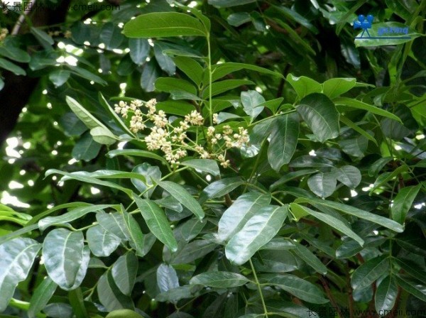 桃花心木種子發(fā)芽出苗圖片 桃花心木種子發(fā)芽出苗圖片