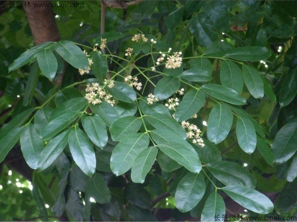 桃花心木種子發(fā)芽出苗圖片 桃花心木種子發(fā)芽出苗圖片