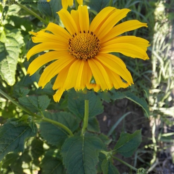 日光菊 日光菊