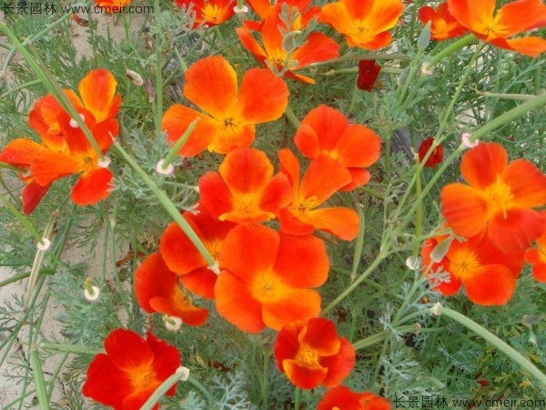 花菱草 花菱草
