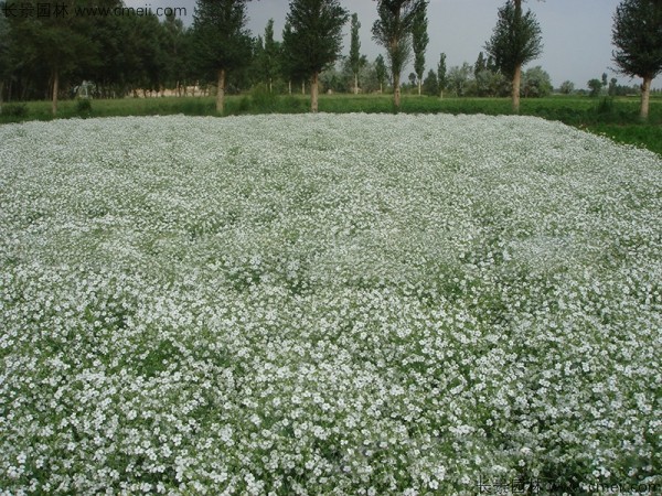 霞草 霞草
