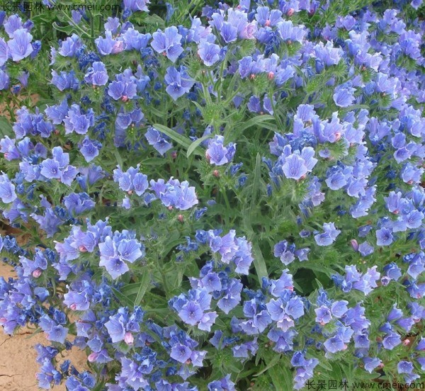 藍(lán)薊 藍(lán)薊