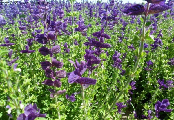 藍(lán)花鼠尾草 藍(lán)花鼠尾草