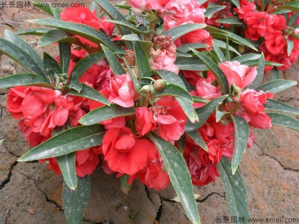 長(zhǎng)春花 長(zhǎng)春花
