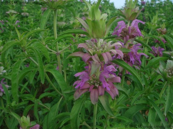美國(guó)薄荷 美國(guó)薄荷