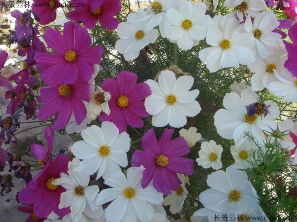格?；ǚN子發(fā)芽出苗開花圖片