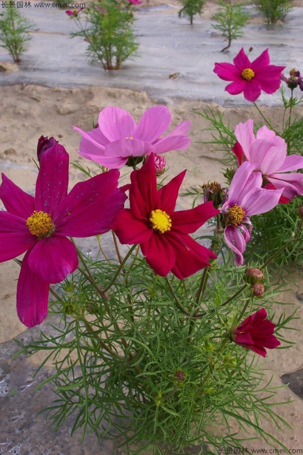 格?；ǚN子發(fā)芽出苗開花圖片