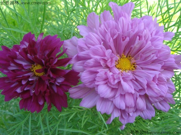 格?；ǚN子發(fā)芽出苗開花圖片