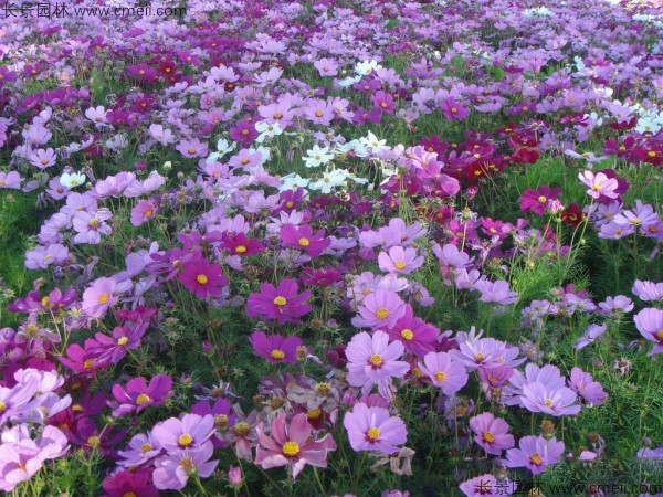 格?；ǚN子發(fā)芽出苗開花圖片