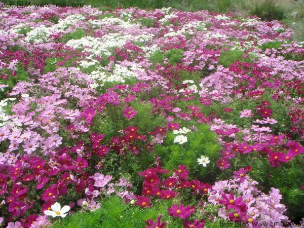 格?；ǚN子發(fā)芽出苗開花圖片