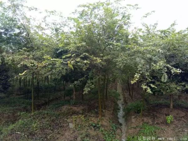 櫸樹(shù) 櫸樹(shù)