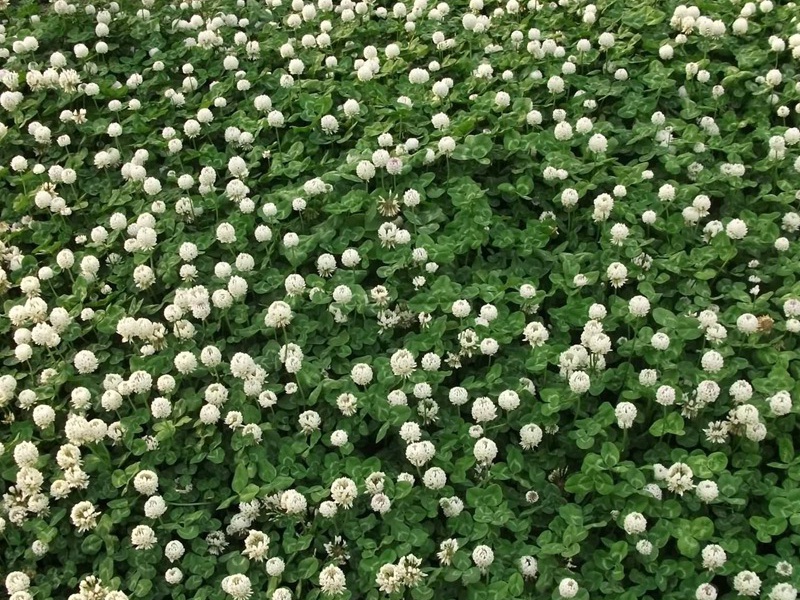 白三葉 白三葉