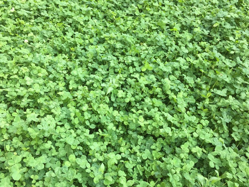白三葉 白三葉
