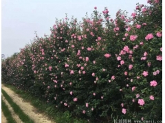 木槿樹(shù)苗、木槿花多少錢(qián)