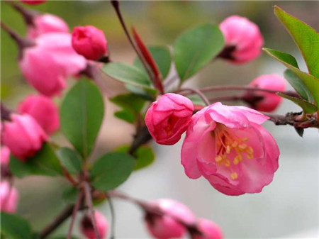 紅花碧桃圖 紅花碧桃圖
