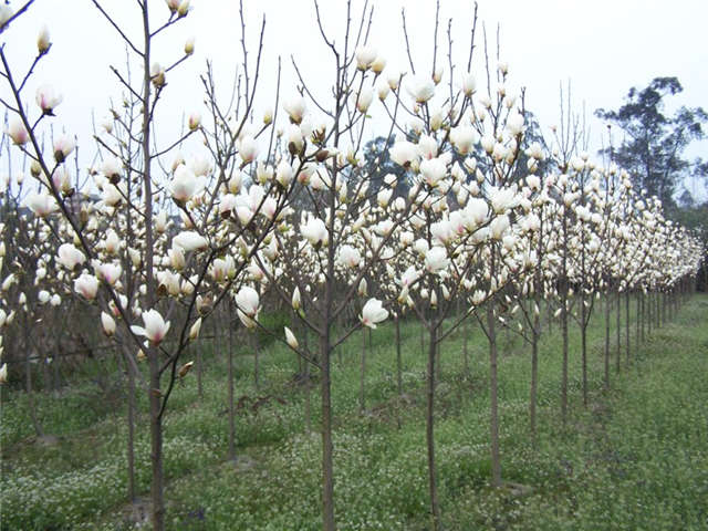 沭陽(yáng)長(zhǎng)景園林白玉蘭種植基地實(shí)拍圖片 沭陽(yáng)長(zhǎng)景園林白玉蘭種植基地實(shí)拍圖片