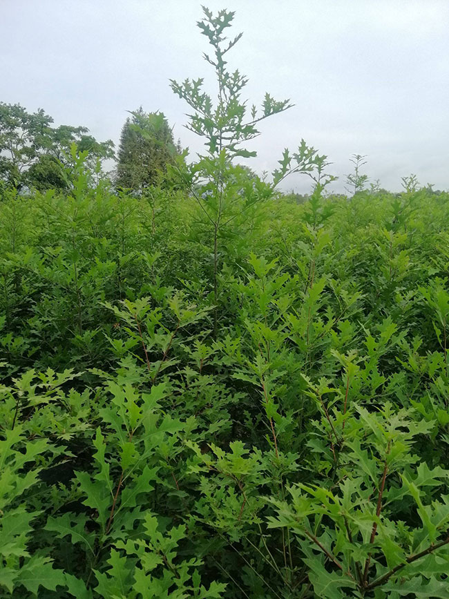 娜塔櫟小苗如何種植?娜塔櫟種植技術(shù) 娜塔櫟小苗如何種植?娜塔櫟種植技術(shù)