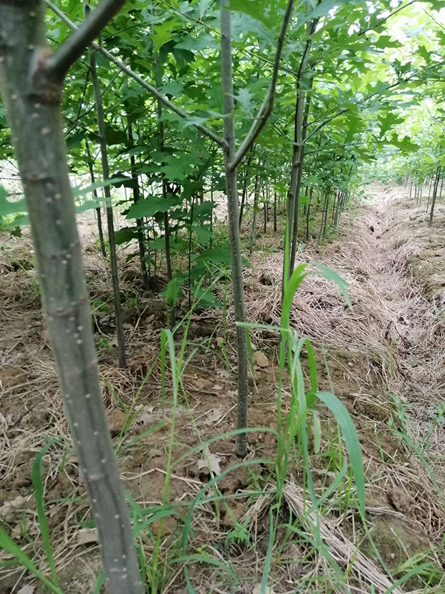 1598415373159962.jpg 娜塔櫟小苗如何種植?娜塔櫟種植技術(shù)