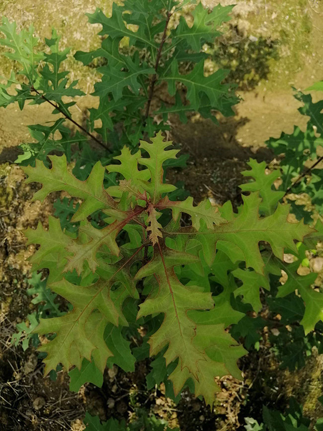 娜塔櫟小苗如何種植?娜塔櫟種植技術(shù) 娜塔櫟小苗如何種植?娜塔櫟種植技術(shù)