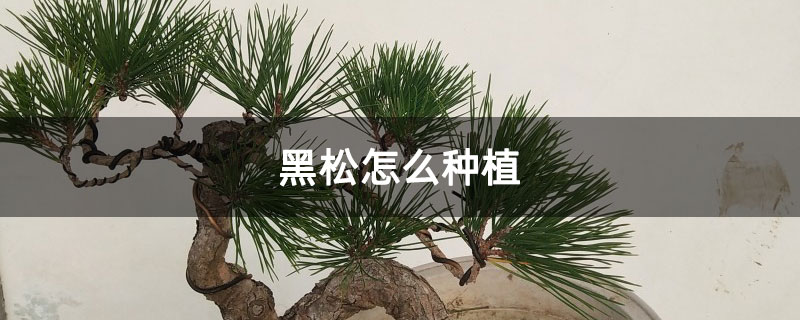 黑松怎么種植 黑松怎么種植