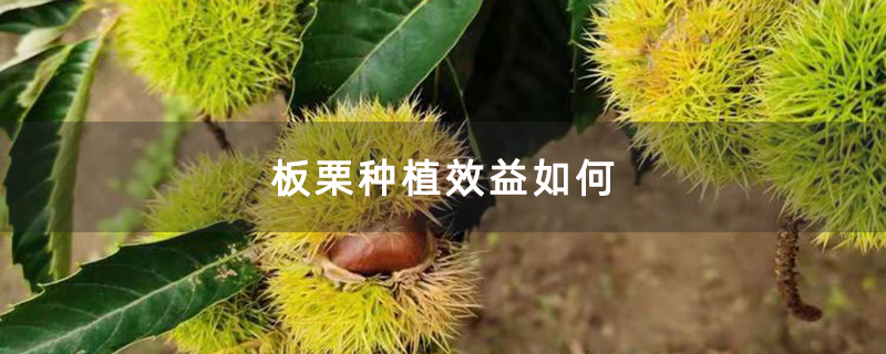 板栗種植效益如何 板栗種植效益如何