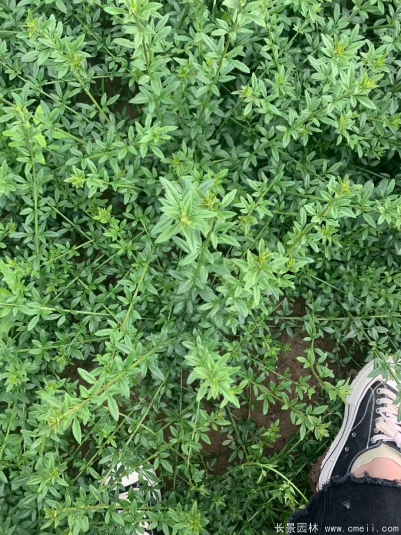 迎春球 迎春球