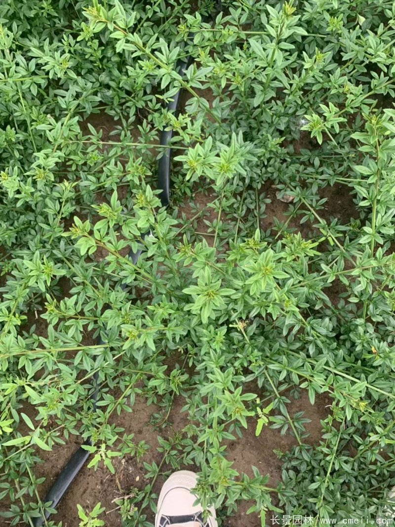 迎春球 迎春球