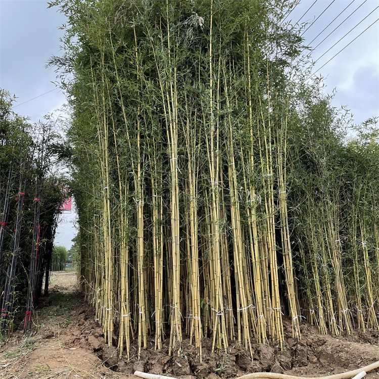 黃金竹 黃金竹