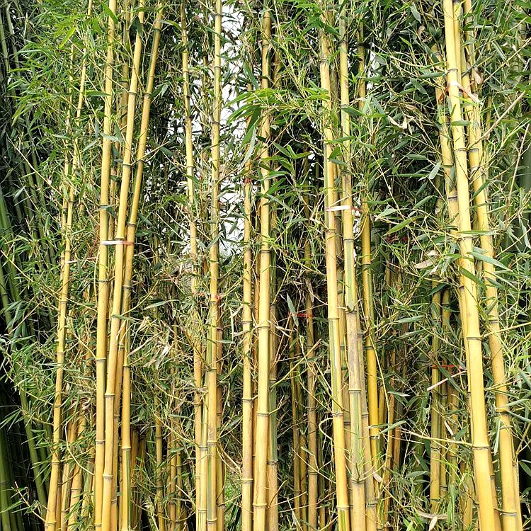 黃金竹 黃金竹