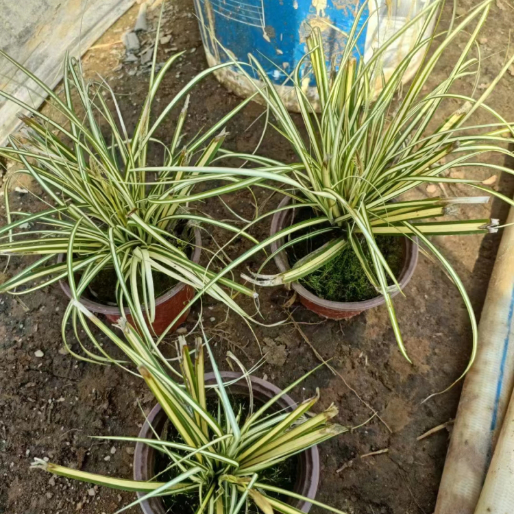 金葉苔草 來自長景園林 金葉苔草 來自長景園林