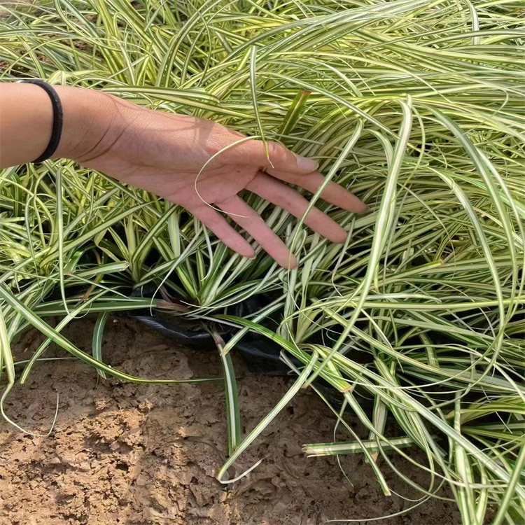 金葉苔草 來自長景園林 金葉苔草 來自長景園林