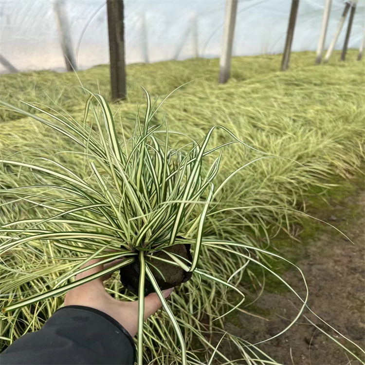 金葉苔草 來自長景園林 金葉苔草 來自長景園林