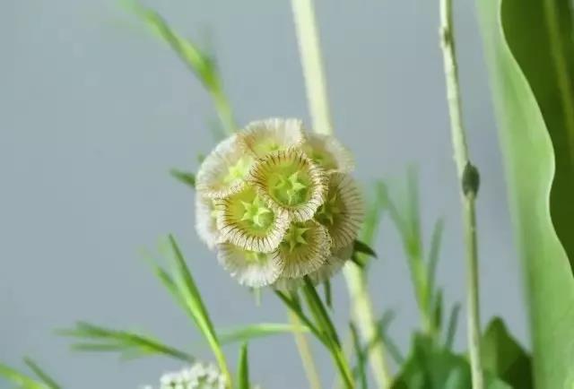輪峰菊的形態(tài)特征、生長(zhǎng)習(xí)性及種植方法