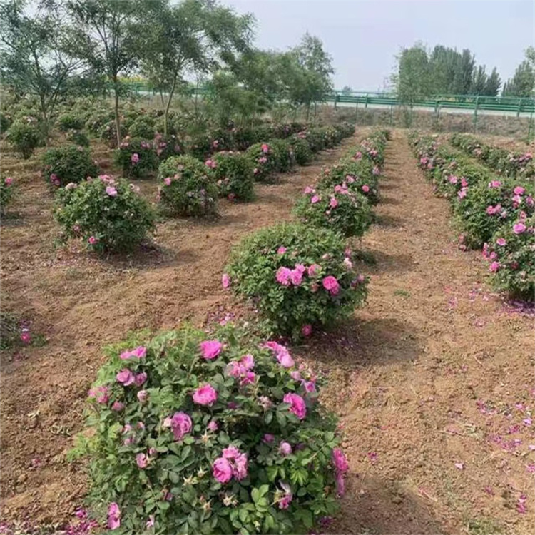 食用玫瑰種植基地 食用玫瑰種植基地