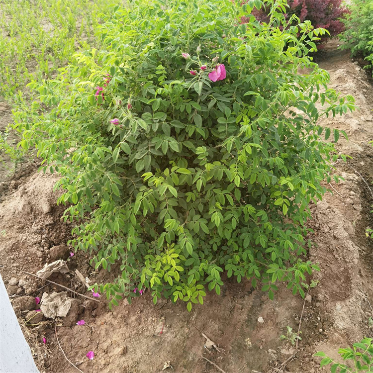 食用玫瑰種植基地 食用玫瑰種植基地